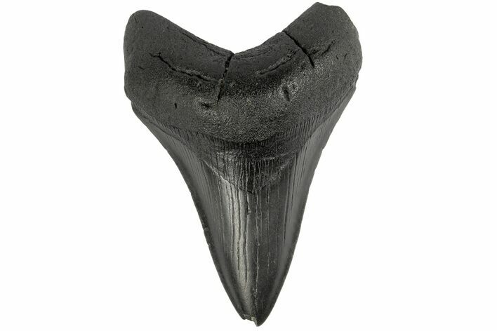 Fossil Megalodon Tooth - South Carolina #186057